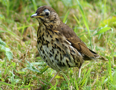 Song Thrush - Western Isles Bird Sightings