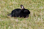 Black Rabbit - Isle of Lewis - Western Isles