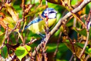 Western Isles Bird Sightings - Bluetit