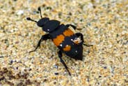 Burying Beetle - Western Isles Insect Photos