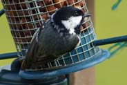 Isle of Lewis Bird Photos - Coal Tit