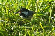 Coal Tit - Western Isles