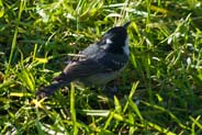 Western Isles Bird Sightings - Coal Tit