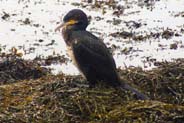 Western Isles Bird Sightings - Cormorant