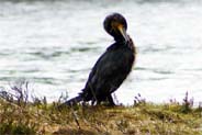 Cormorant - Western Isles Bird Sightings