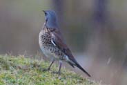 Fieldfare - Western Isles