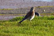 Western Isles Bird Sightings - Fieldfare