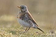 Isle of Lewis Bird Photos - Fieldfare
