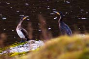 Pair of Cormorants - Western Isles Bird Sightings