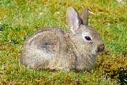 Photo of Rabbits - Isle of Harris & Lewis Wildlife Sightings