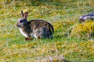 Rabbits - Isle of Harris - Wildlife Sightings - Western Isles