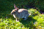 Rabbits - Western Isles Wildlife Sightings