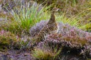 Reed Grouse - Western Isles Bird Sightings