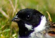 Western Isles Bird Sightings - Reed Bunting