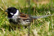 Reed Bunting - Western Isles Bird Sightings