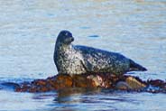 Seal - Hebrideas Beach - Scarista - Western Isles