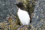 Razorbill