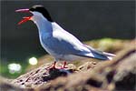 Arctic Terns - Hebrides