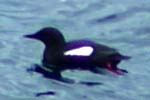 Black Guillemot