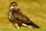 Buzzards - Isle of Lewis