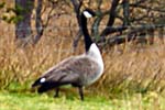 Canada Geese - Western Isles Bird Sightings