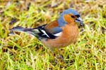 Chaffinch - Isle of Lewis
