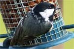Coal Tit - Hebrides