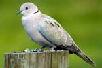 Collared Dove - Western Isles Bird Sightings