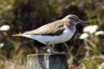 Common Sandpiper