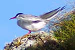 Common Terns - Hebrides
