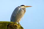 Grey Heron - Stornoway