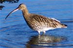 Curlew - Isle of Harris - Western Isles Birds