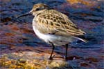 Dunlin - Western Isles Bird Sightings