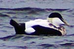 Eider Ducks - Isle of Lewis