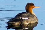Red Breasted Merganser