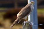 Sparrowhawk