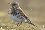 Fieldfare - Western Isles Bird Sightings