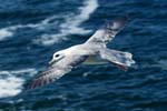 Fulmars - Isle of Harris
