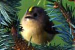 Goldcrest - Western Isles Bird Sightings