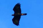 Golden Eagle - Isle of Harris