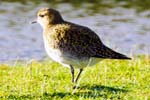 Golden Plover
