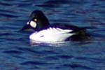 Goldeneyes - Isle of Harris - Western Isles Birds