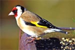 Goldfinch - Isle of Harris