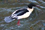 Goosander