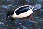 Goosander - Bird Sightings