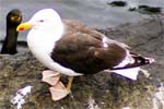 Common Gull - Bird Sightings