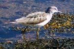 Greenshank - Bird Sightings