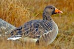 Greylag Goose - Isle of Harris