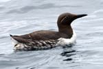 Guillemot