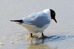 Black Headed Gull - Bird Sightings